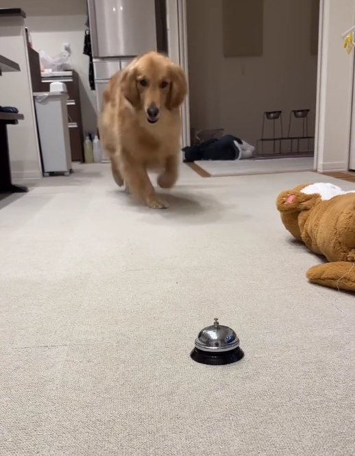 ベルに向かって走ってくる大型犬