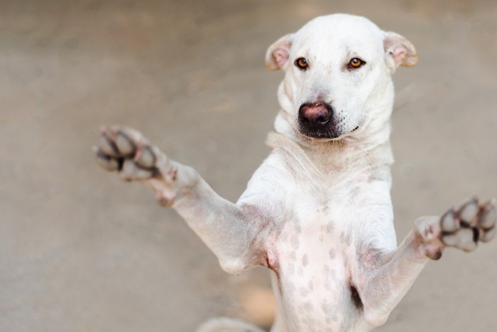 立って何かを訴える犬