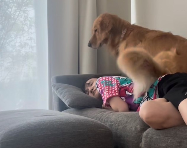 ソファの上の飼い主と犬