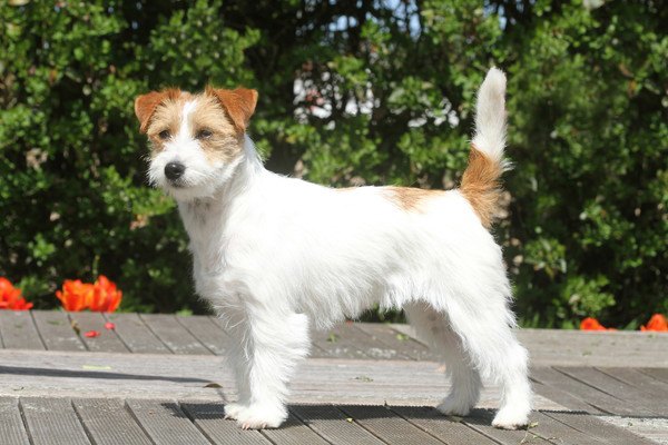 jack russell terrier