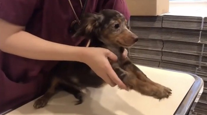 前足を伸ばされる犬