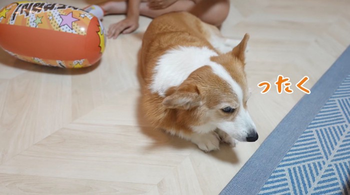 女の子に背を向けて床に伏せる犬