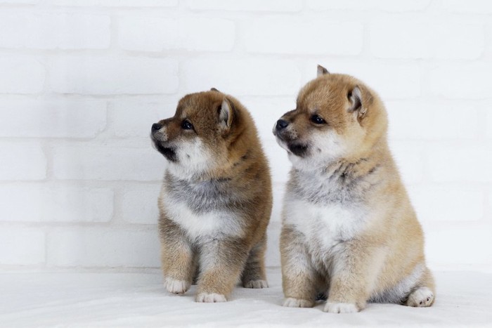 同じ方向を見つめる二匹の柴犬の子犬