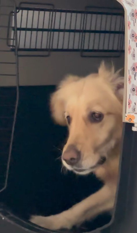 モコちゃんの寝起きの瞬間9