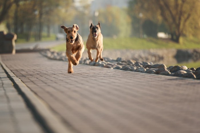 こちらに向かって走ってくる犬二頭