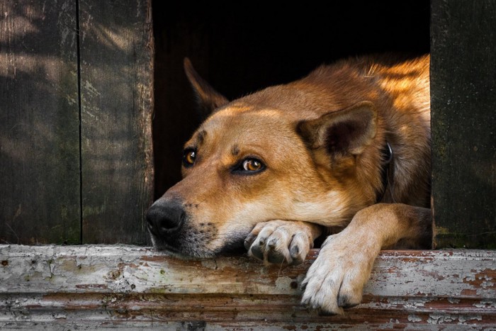 屋外の小屋にいる犬