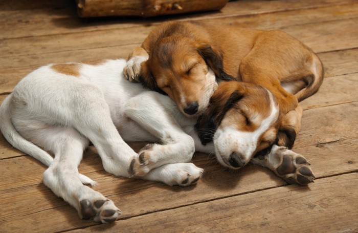 気持ち良さそうに寝る2匹の犬