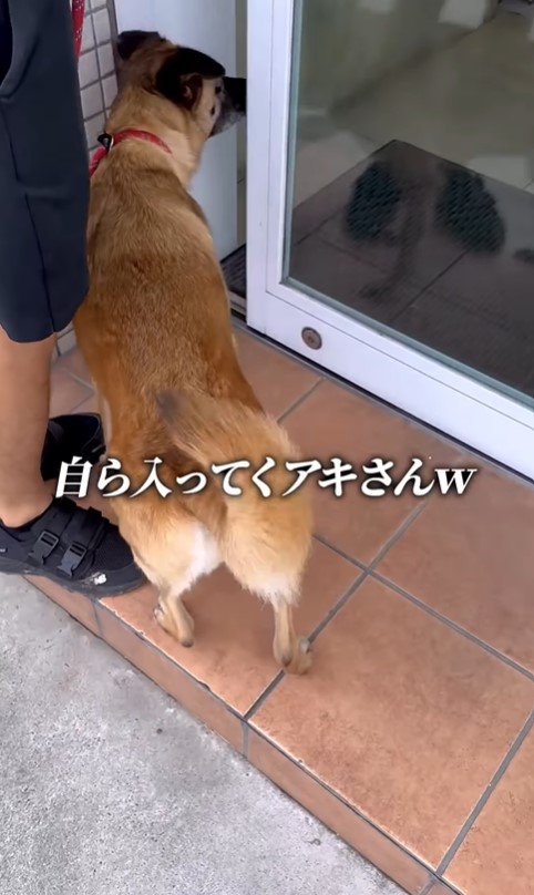 動物病院でビビりまくるアキちゃん3