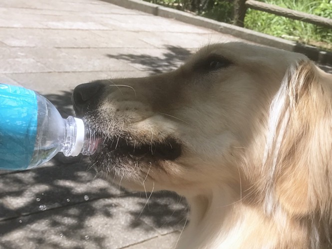 散歩中の水分補給は必須！