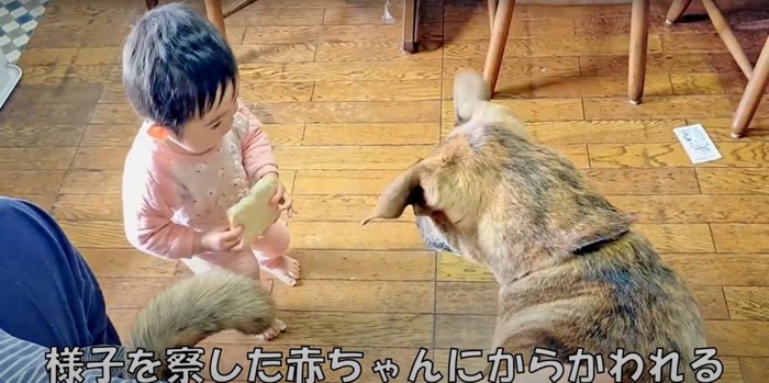 赤ちゃんにからかわれるプロットハウンド