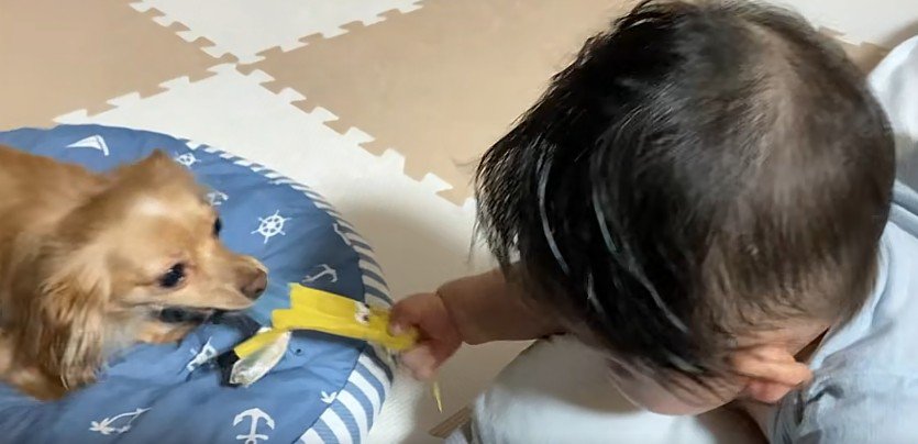 引っ張りっこ再開！！