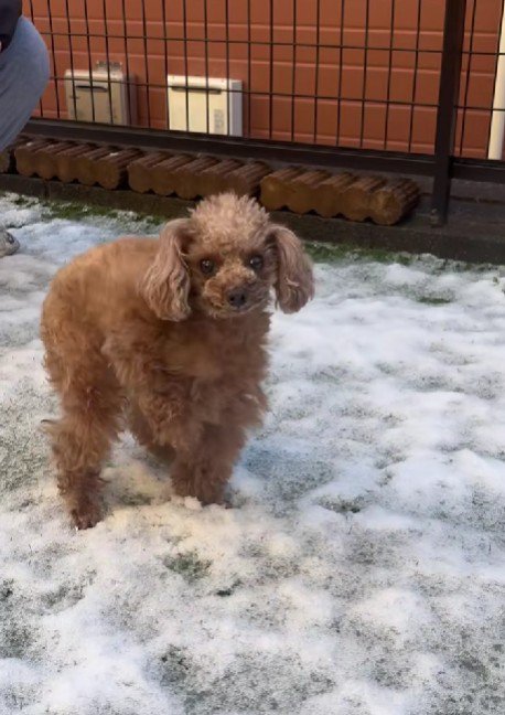 ネイルのモチーフになったモカちゃん