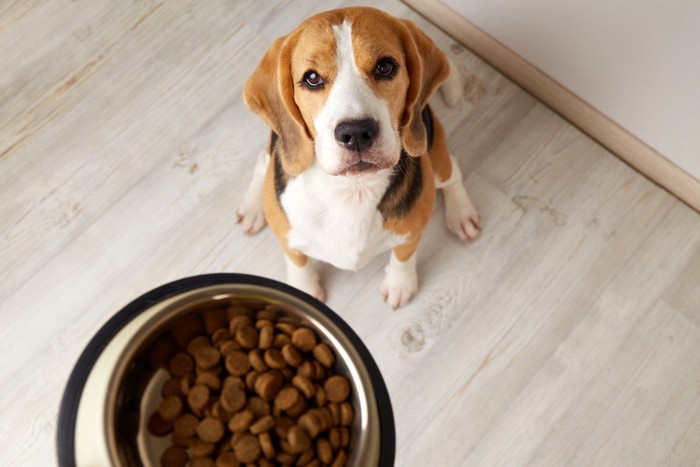 ご飯を与えられる犬