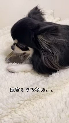 横を向いてヒヅメをかじる犬