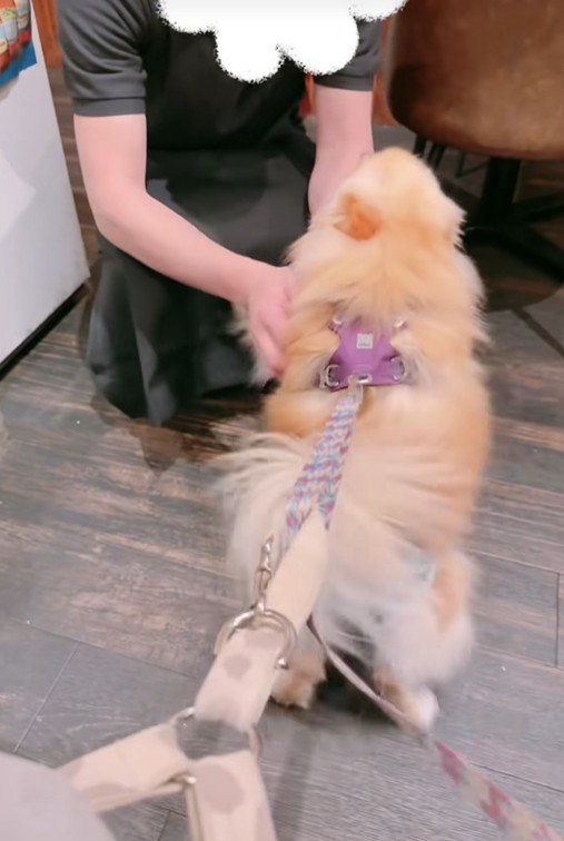 大喜びで甘えるジゼルちゃん