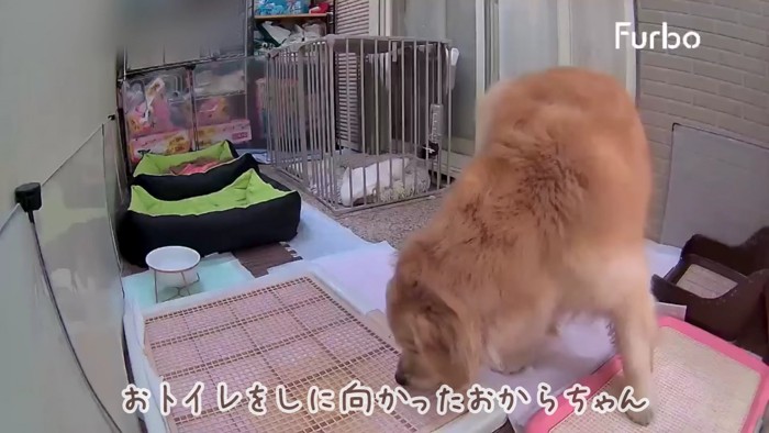 おからちゃんが隣室へ