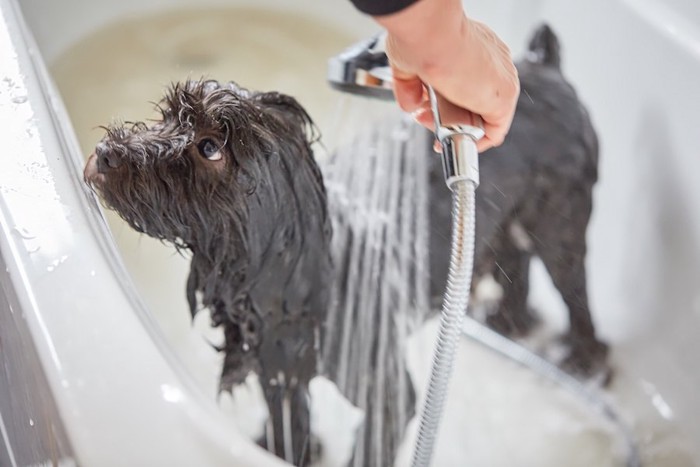 シャワーをかけられている黒い犬