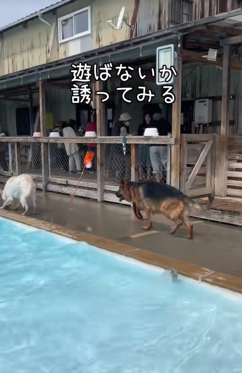 別の犬へ近づく大型犬