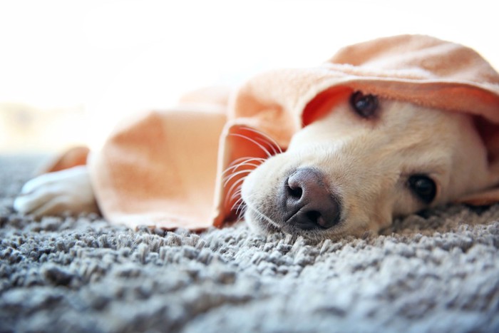 布にくるまる犬