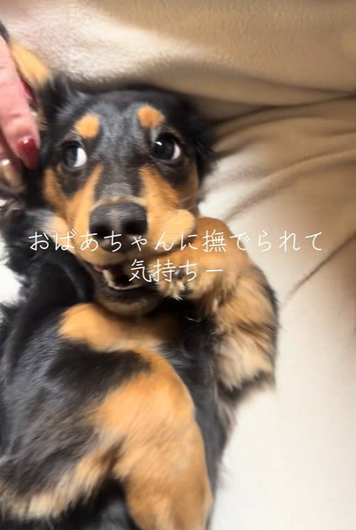 おばあちゃんに撫でてもらうレオくん2