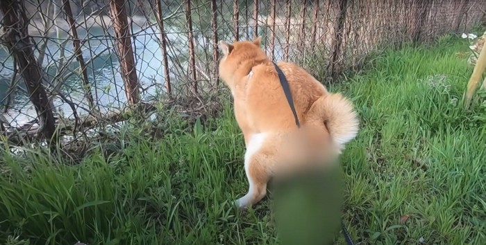 うんちをする柴犬