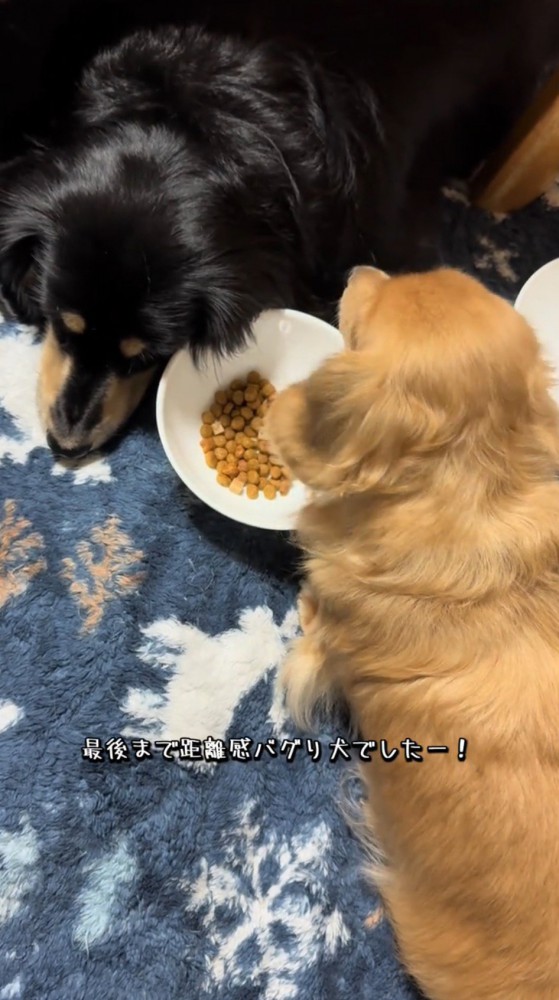 食事をする茶色い犬の側で伏せをする黒い犬