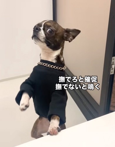 催促する犬