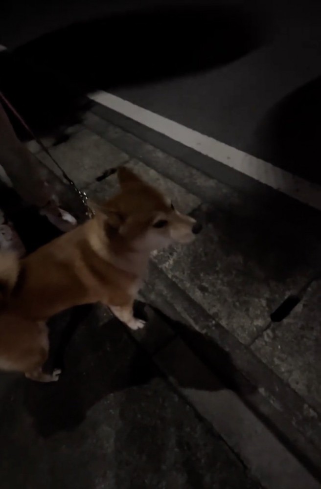 サイレンを確認