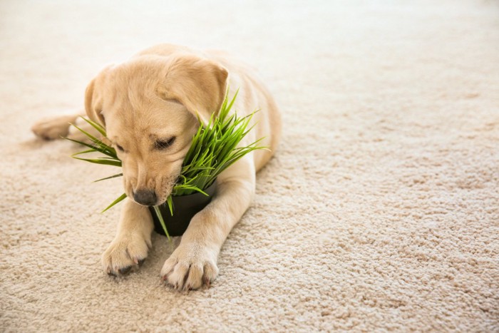 観葉植物をいたずらする子犬