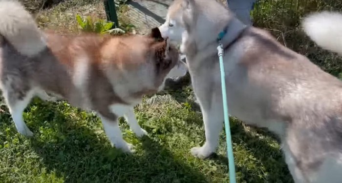 ニオイを嗅ぎ合う犬たち