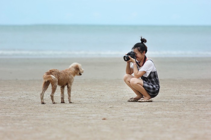 海で遊ぶ犬