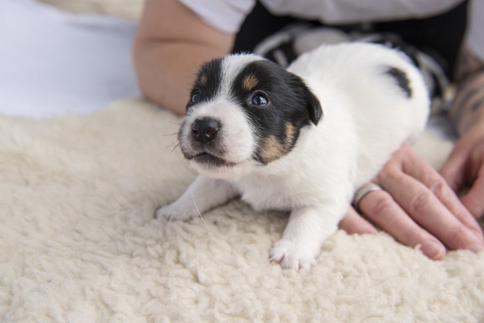 身を乗り出している子犬