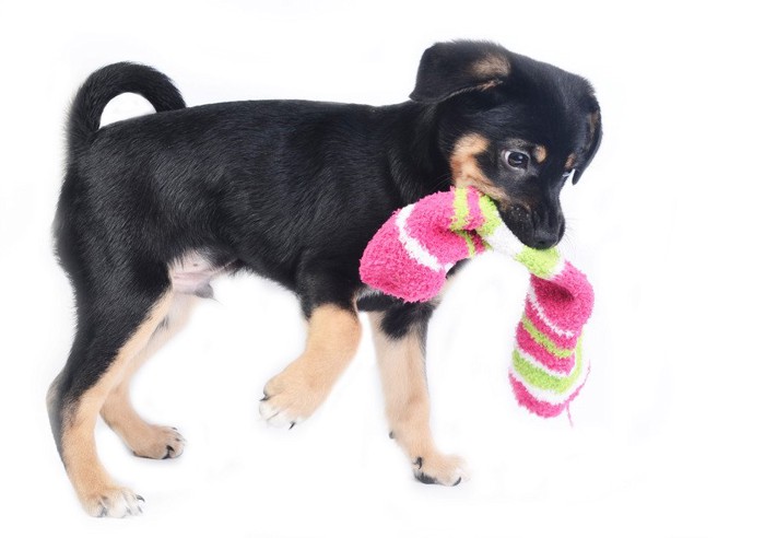 靴下を持ち歩く子犬