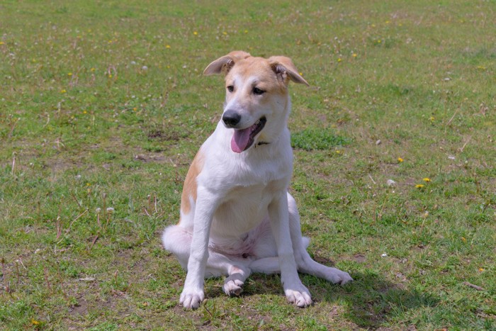 足を崩して座っている犬