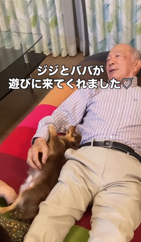 祖父にくっつく小型犬