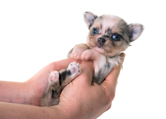 人の手に抱きかかえられているマールのチワワの子犬