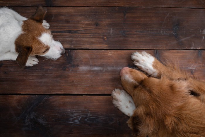 引っ掻いた床にふせる2頭の犬