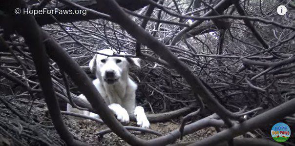 茂みに伏せる犬