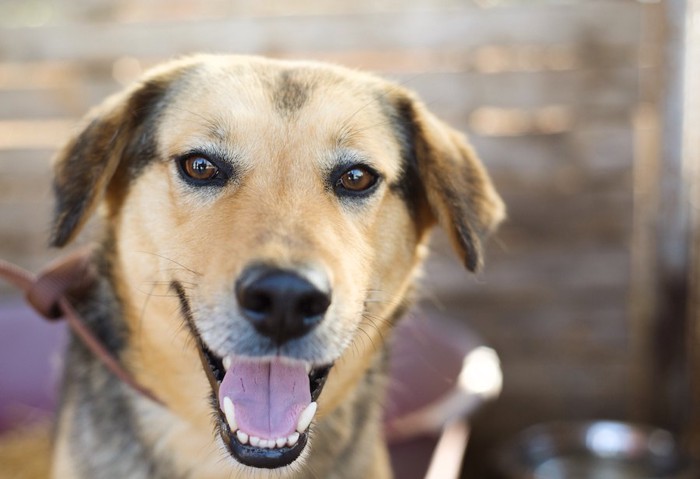 笑顔の犬の正面顔アップ