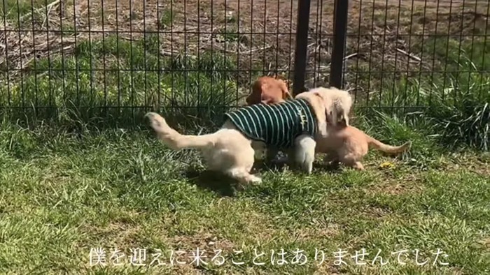 いつまでも迎えに来なかった