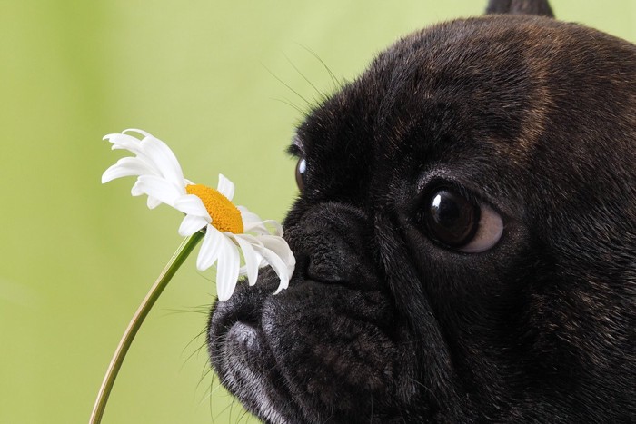 花のにおいを嗅ぐ犬