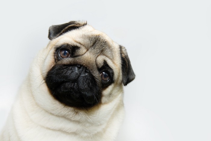 正面を見つめながら首を傾げる犬のアップ