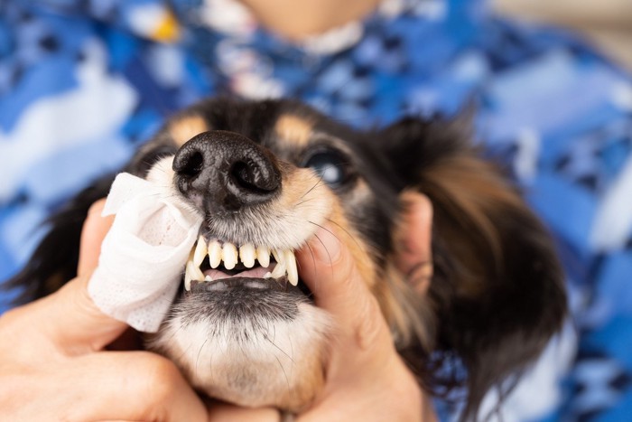 ガーゼでの犬のお口のケア