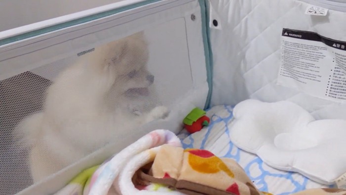 ずっとあやし続けています（笑）