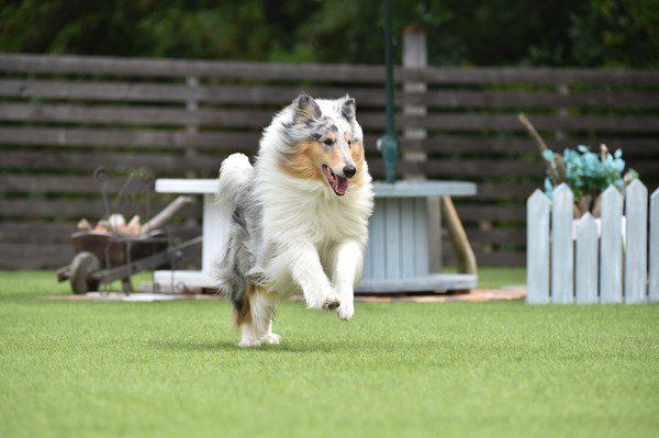 名犬ラッシーの犬種を飼う時のアドバイス