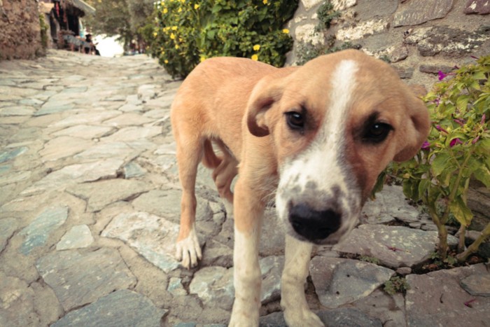 石畳を歩く野良犬