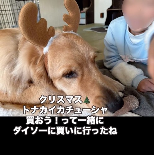 トナカイのカチューシャをつけた大型犬