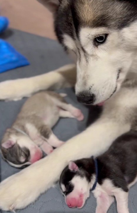 困惑の表情で見つめる母