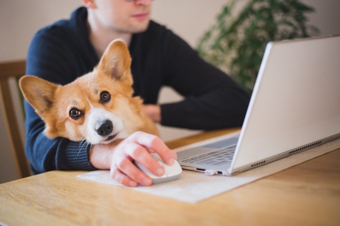 仕事している飼い主と一緒にいる犬