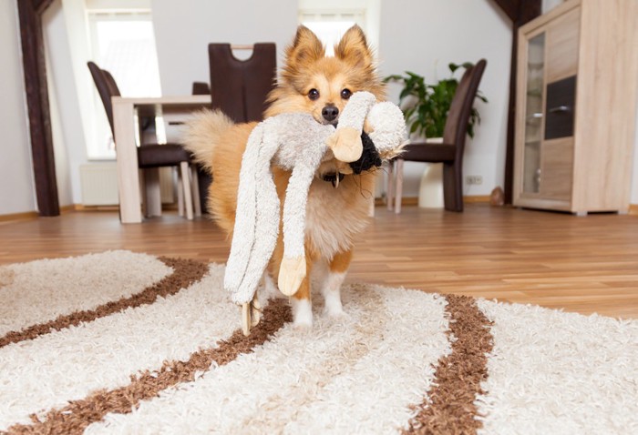 ぬいぐるみを咥える犬